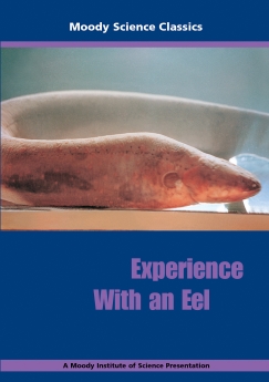 Experience with an Eel