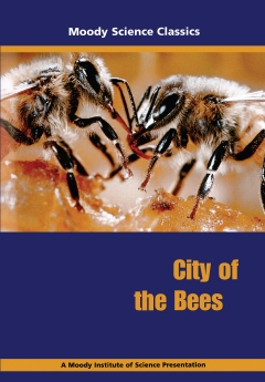 City of the Bees